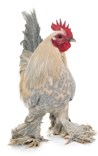 captura de pantalla 2026 02 04 165330