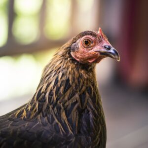 gallina brahma – 6 meses (lista para postura)