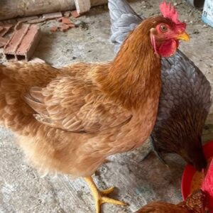 gallina criolla – en postura