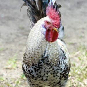 gallo brahma fecundador – adulto