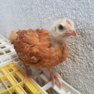 pollita criolla – 2 a 3 meses