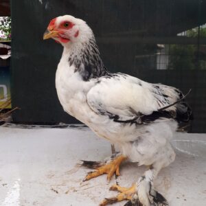 pollita brahma – 3 meses