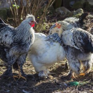 trío reproductor brahma (1 gallo + 2 gallinas)